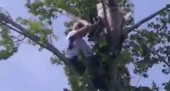Testereyle bacağını kesen adam ağaçta mahsur kaldı