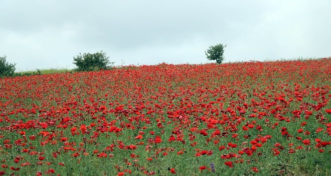 Yozgat’ta gelinciklerin görsel şöleni