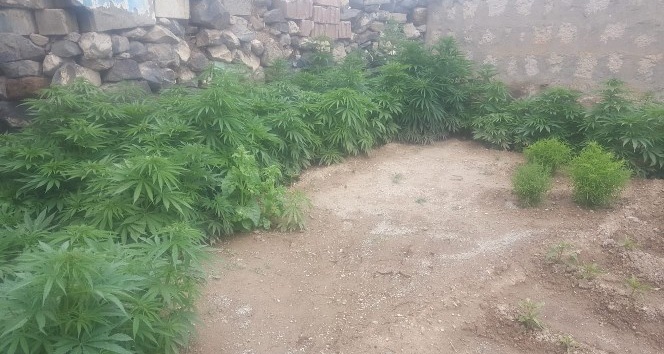 Derinkuyu’da 183 kök Hint keneviri ele geçirildi