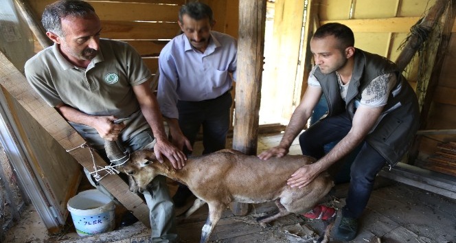 Artvin’de köpeklerin saldırdığı yaban keçisini barajın özel güvenlik personeli kurtardı