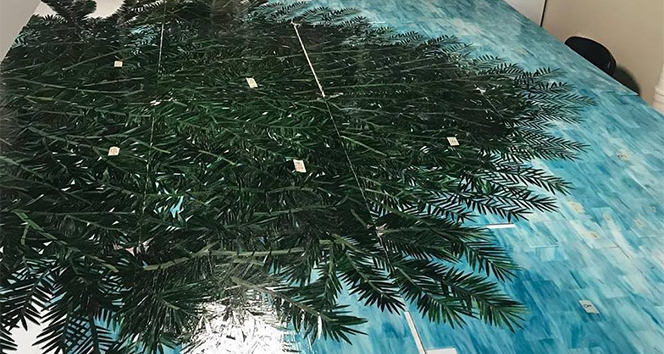 Dünyanın en yaşlı porsuk ağacı Gümeli Porsuğu 4115 yaşında
