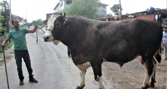 İki buçuk yaşında bir buçuk ton ağırlığa ulaştı