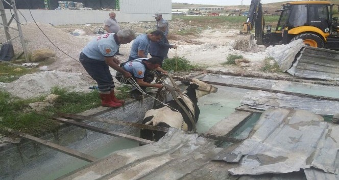Siirt’te bir iş yerinin havuzuna düşen inek itfaiye ekiplerince kurtarıldı