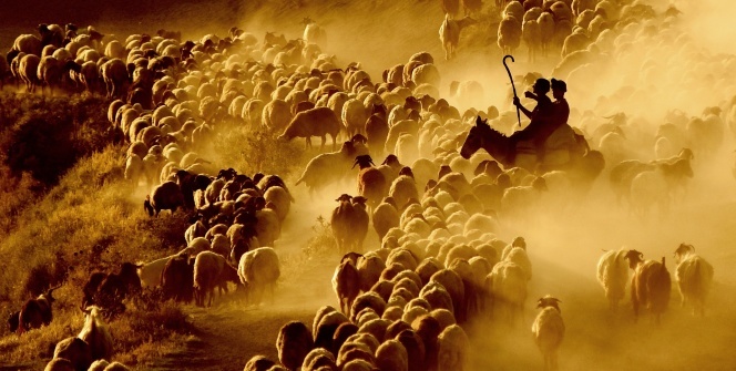 Sürülerin tozlu yolculuğu