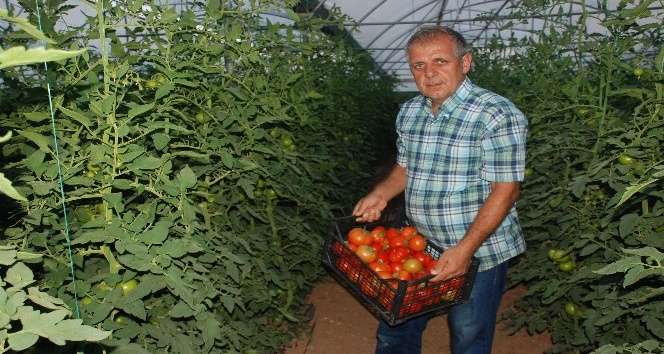 Tokat domatesi tarlada sezonu 1.70 liradan açtı