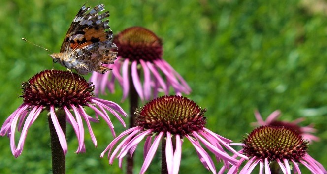Van Gölü kıyısında rengarenk tıbbi bitkiler bahçesi
