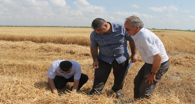 Buğdayda dane kaybına karşı denetim yapılıyor