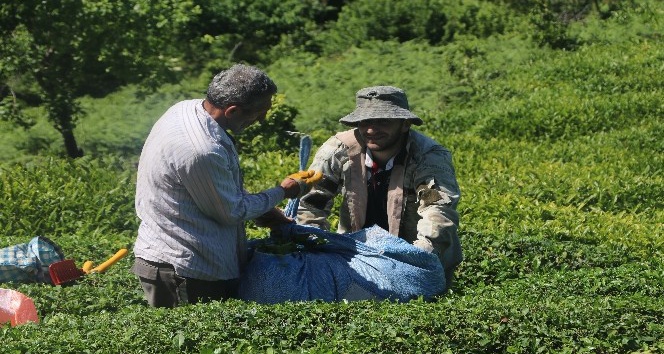 Çaykur Mayıs ayı yaş çay bedellerini ödemeye başladı