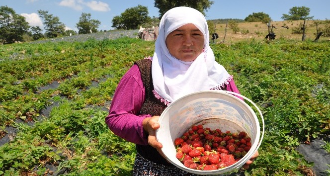 Dağ çileğine yoğun ilgi