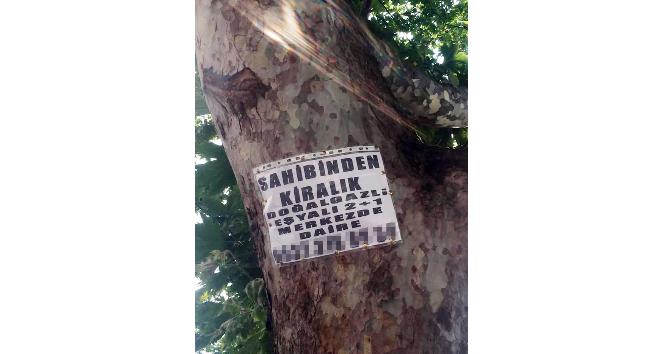 Ağaçlara asılan ilanlar zarar veriyor