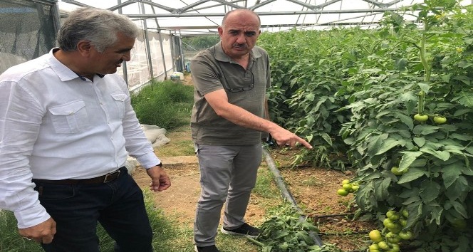 Erzincan Üzümlü’de kurulan seralar ürün vermeye başladı