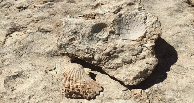 35 milyon yıllık fosiller incelemeye alındı