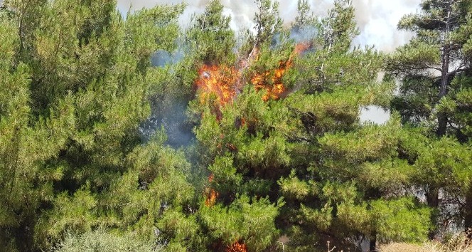 Ormana atılan çöpler yangına neden oldu