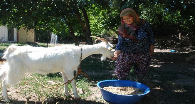 Evlendiğinde yumurta bile kıramıyordu, çiftlik kurdu