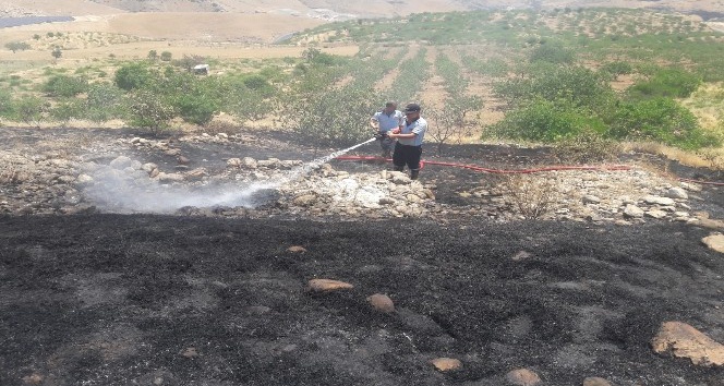 Siirt’te fıstık ağaçları ve üzüm bağlarında yangın: 50 dönümlük alan zarar gördü
