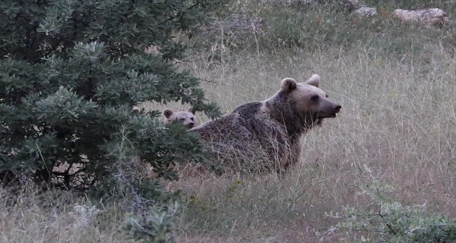 Anne boz ayı ve yavruları, yiyecek ararken görüntülendi