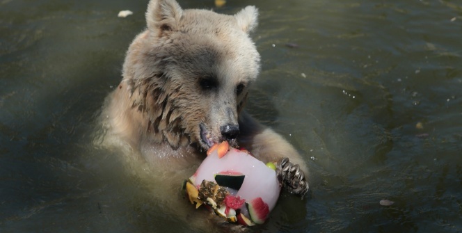 Sıcaktan bunalan hayvanlara buzlu meyve