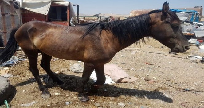 Trafik kazasında ayağı kırılan at tedavi edilmeyi bekliyor