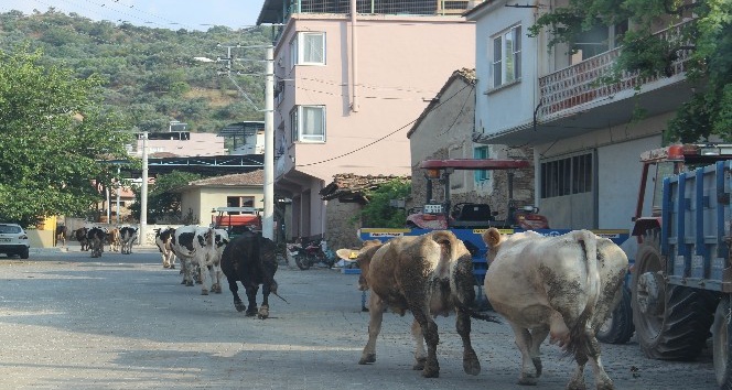 Aydın’da merası korunan köyler, hayvancılığın keyfini yaşıyor