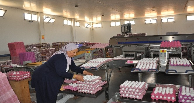 Yumurta üreticileri sıkıntıda