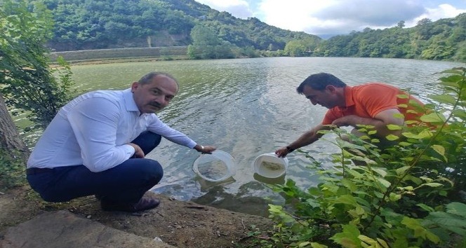 Trabzon’daki göletlere 53 bin adet pullu sazan yavrusu bırakıldı