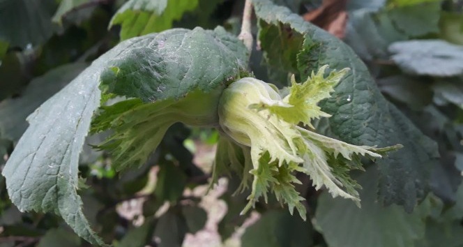 Sezon öncesi fındık fiyatları 20 lirayı gördü