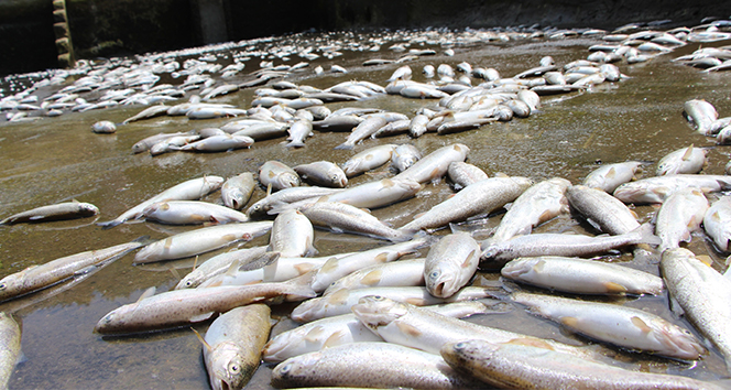 150 bin balık telef oldu, 300 bin TL’lik zarar oluştu
