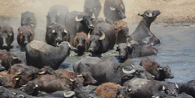 Belgeselleri aratmayan görüntüler