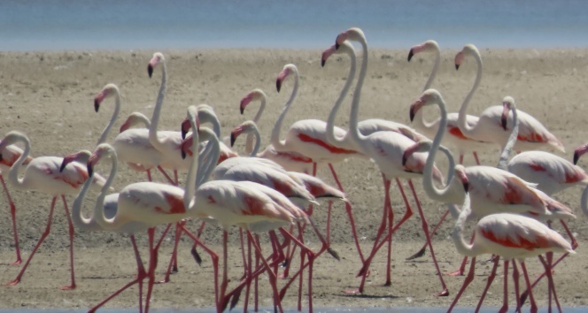 Seyfe Gölü'nde kuş çeşitliliği yaşanıyor