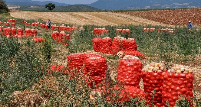 Dünyanın en lezzetli soğanı Karacabey’den