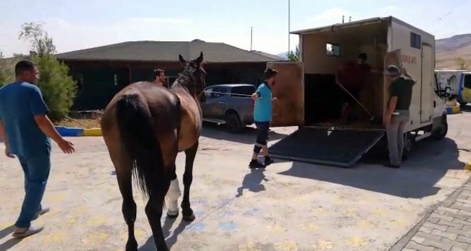 Tedavisi yapılan yaralı at İzmir’e sevk edildi