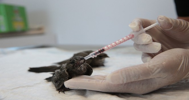 Büyükşehir Belediyesi biri yavru, iki Ebabil kuşuna sahip çıktı