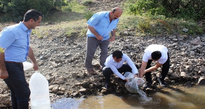 Tokat’ta 13 gölete 70 bin sazan yavrusu bırakıldı
