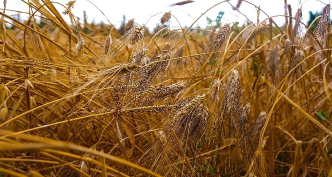 Tarihi değeri olan Karakılçık buğdayının hasadı yapılıyor