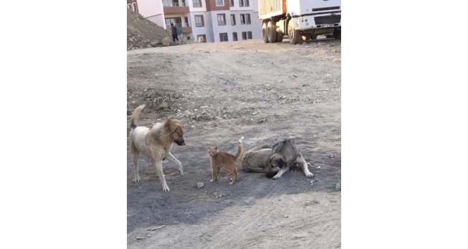 Köpek ile kedinin oynaması kameraya yansıdı