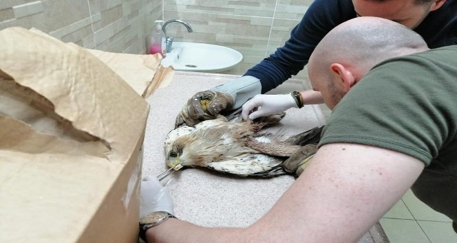Vücuduna saçma isabet eden yaralı kuş tedavi altına alındı