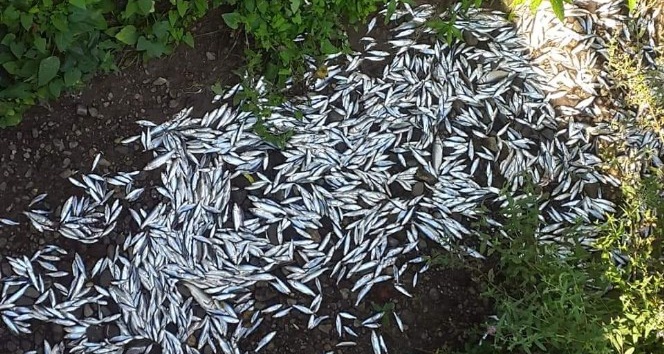 Kepsut’ta balık ölümlerinin oksijensizlikten olduğu açıklandı