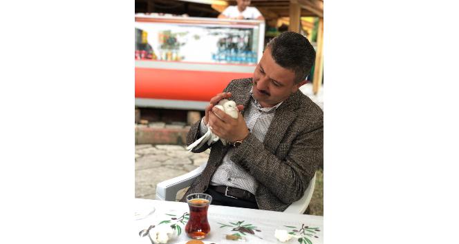 Ankara’dan kaçan güvercini Boyabat’ta belediye başkanı buldu