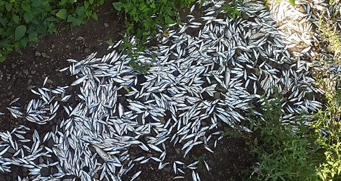 Kepsut&#039;ta balık ölümlerinin oksijensizlikten olduğu açıklandı