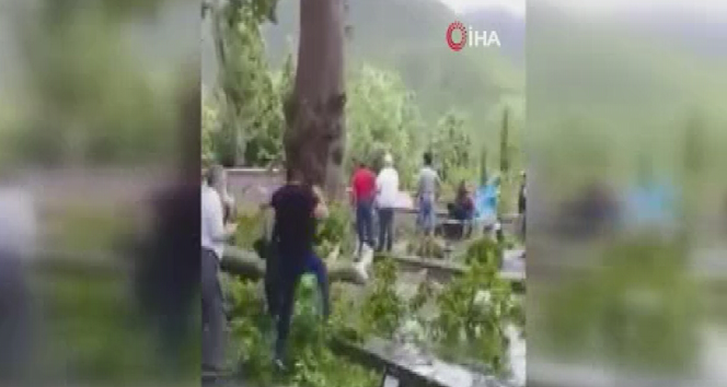 Azerbaycan’da 500 yaşındaki ağacın dalı kırıldı, 19 kişi yaralandı