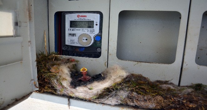 Kuş elektrik saatine yuva yaptı, ev sahibi elektriğini kesti