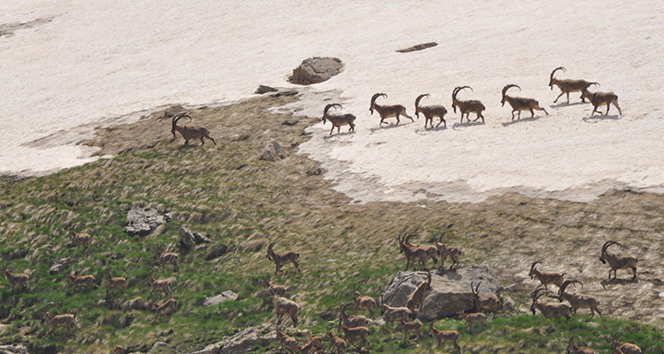 Bezuvar dağ keçileri sürü halinde görüntülendi