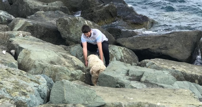 Kayalıklara sıkışan köpeği sahilden geçen bir genç kurtardı