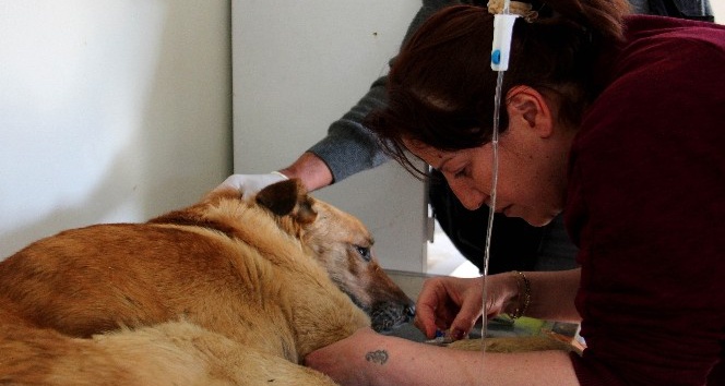 Çankaya Belediyesi 40 bin sokak hayvanını tedavi etti