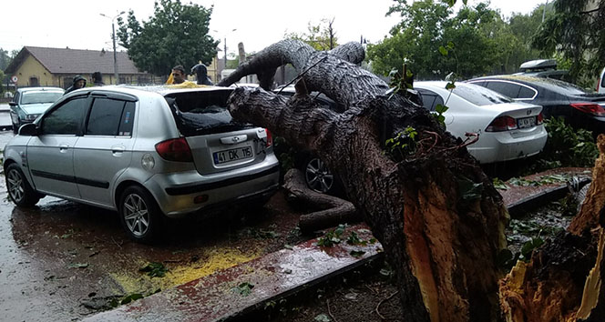 Şimşek düşen ağaç 4 otomobilin üstüne devrildi