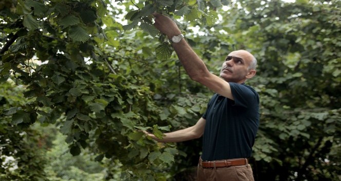 Fındık üreticisi hasat için gün sayıyor