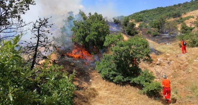 Köyde yangın çıktı, bazı ağaçlar zarar gördü