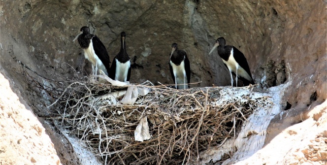 Yeni keşif 'Kara Leylek Kanyonu'