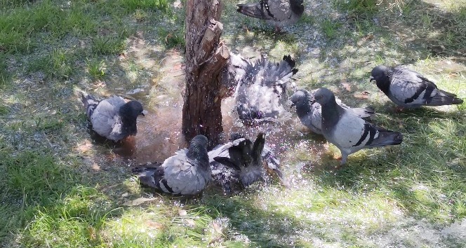 Sıcaktan bunalan güvercinlerin suda serinleme keyfi