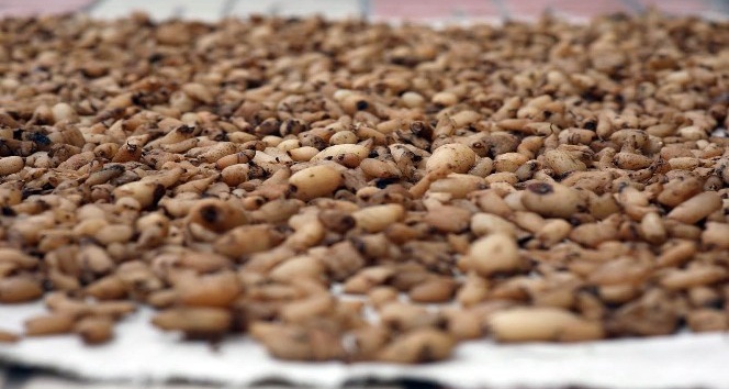 Dünyanın en kaliteli salebine patent başvurusu